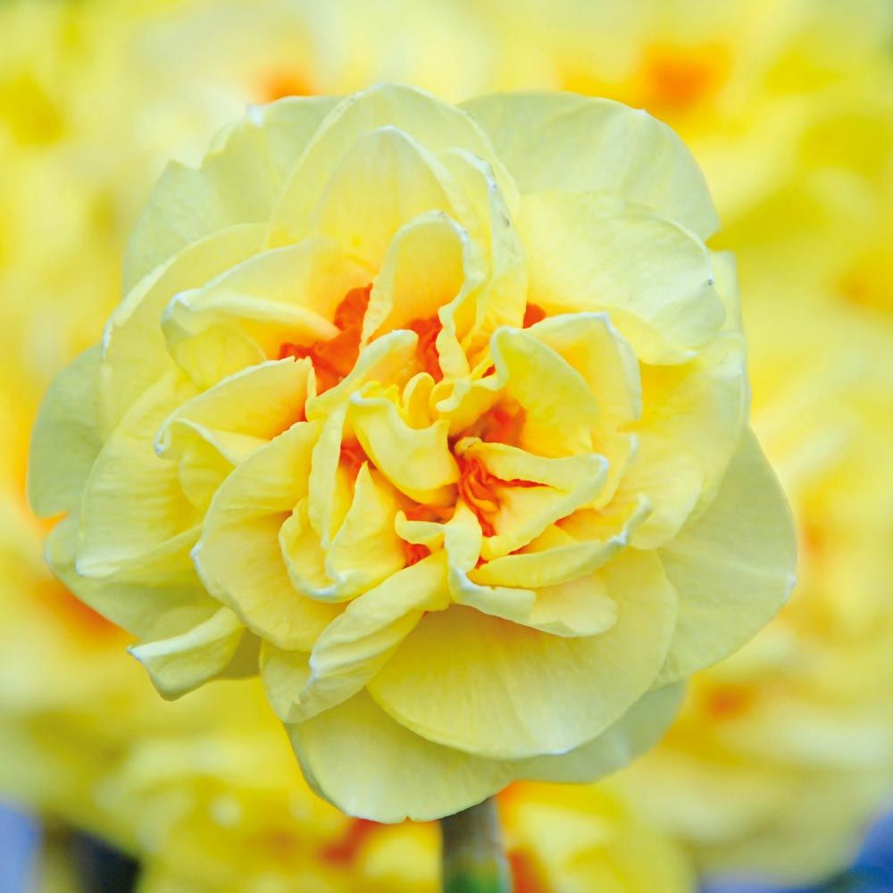 Narcissus 'English Style'